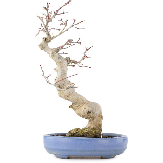 Acer palmatum, 24 cm, ± 20 ans, dans un pot japonais fait main par Hattori