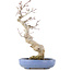 Acer palmatum, 24 cm, ± 20 jaar oud, in een handgemaakte Japanse pot van Hattori
