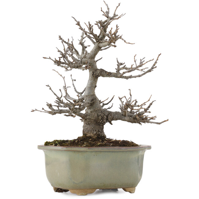 Pourthiaea villosa, 26 cm, ± 15 anni