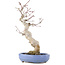 Acer palmatum, 24 cm, ± 20 years old, in a handmade Japanese pot by Hattori
