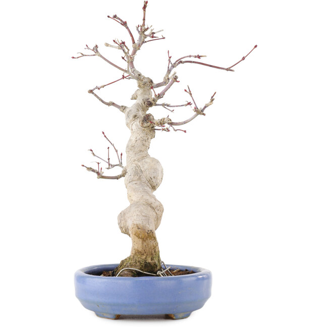 Acer palmatum, 24 cm, ± 20 años, en una maceta japonesa hecha a mano por Hattori