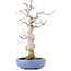 Acer palmatum, 24 cm, ± 20 Jahre alt, in einem handgefertigten japanischen Topf von Hattori
