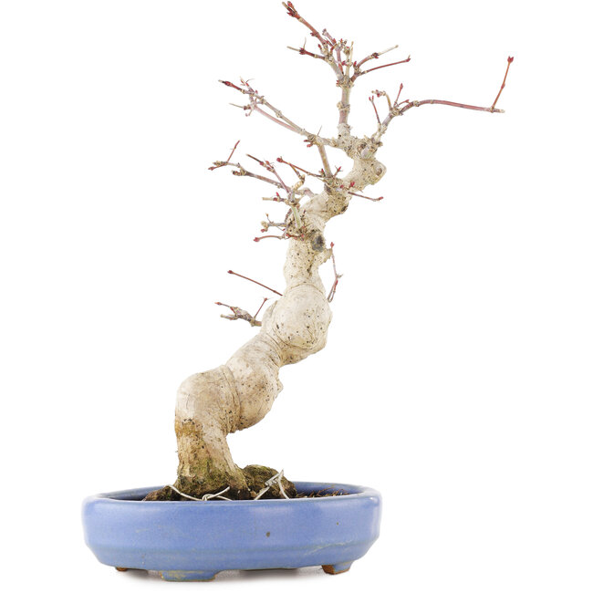 Acer palmatum, 24 cm, ± 20 Jahre alt, in einem handgefertigten japanischen Topf von Hattori