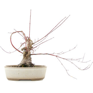 Acer palmatum, 16 cm, ± 15 jaar oud