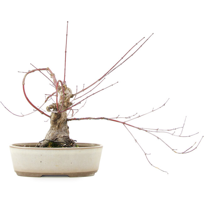 Acer palmatum, 16 cm, ± 15 years old