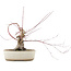 Acer palmatum, 16 cm, ± 15 years old