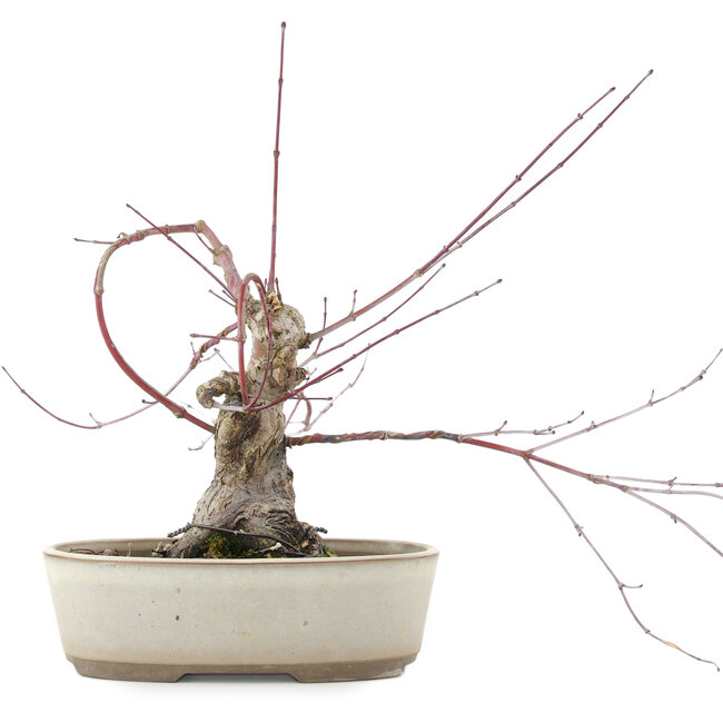 Acer palmatum, 16 cm, ± 15 Jahre alt
