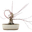 Acer palmatum, 16 cm, ± 15 years old