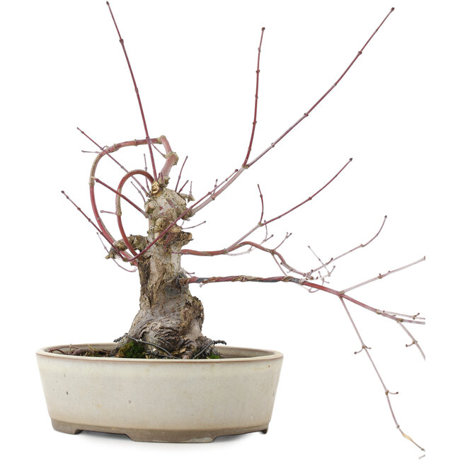 Acer palmatum, 16 cm, ± 15 años