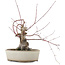Acer palmatum, 16 cm, ± 15 years old