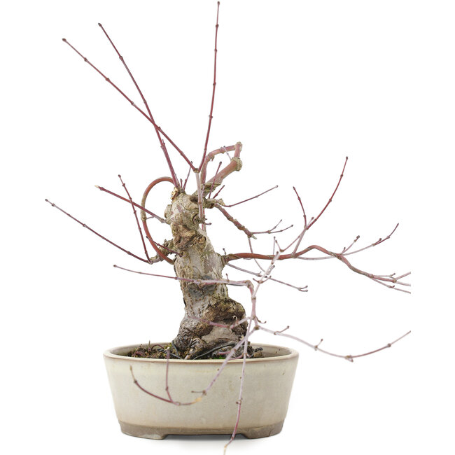 Acer palmatum, 16 cm, ± 15 ans