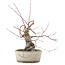 Acer palmatum, 16 cm, ± 15 anni