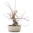 Acer palmatum, 16 cm, ± 15 jaar oud