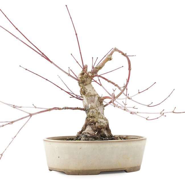 Acer palmatum, 16 cm, ± 15 años