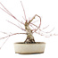 Acer palmatum, 16 cm, ± 15 anni