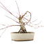 Acer palmatum, 16 cm, ± 15 ans