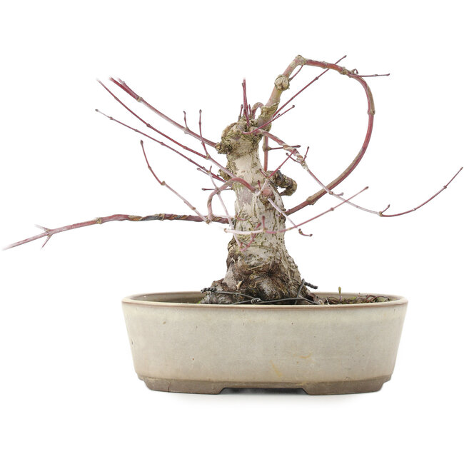 Acer palmatum, 16 cm, ± 15 Jahre alt