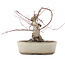 Acer palmatum, 16 cm, ± 15 years old