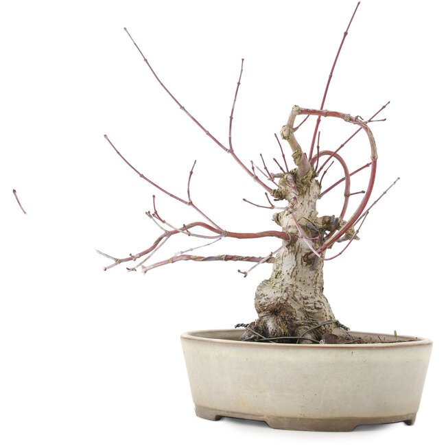 Acer palmatum, 16 cm, ± 15 anni