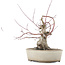 Acer palmatum, 16 cm, ± 15 Jahre alt