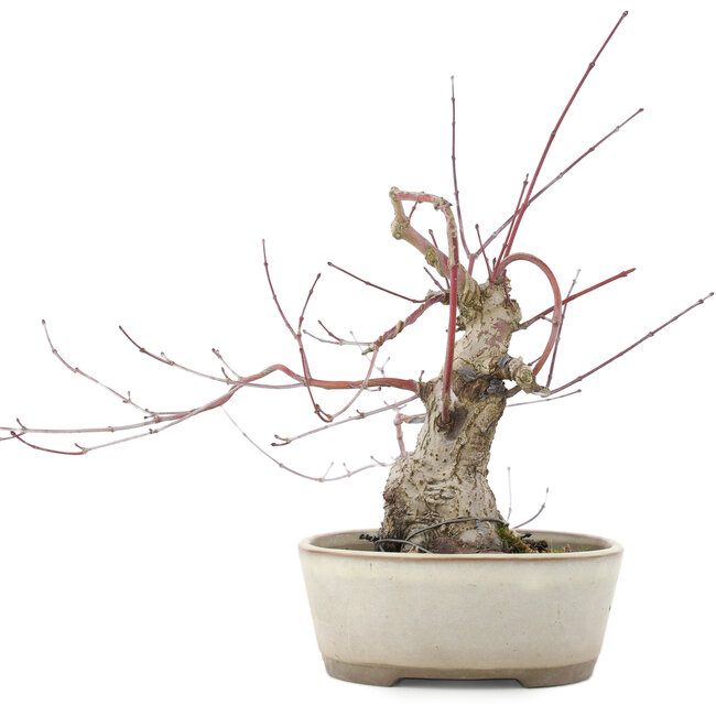 Acer palmatum, 16 cm, ± 15 jaar oud
