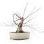 Acer palmatum, 16 cm, ± 15 anni