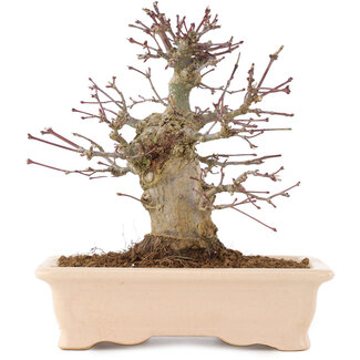 Acer palmatum, 18 cm, ± 10 anni