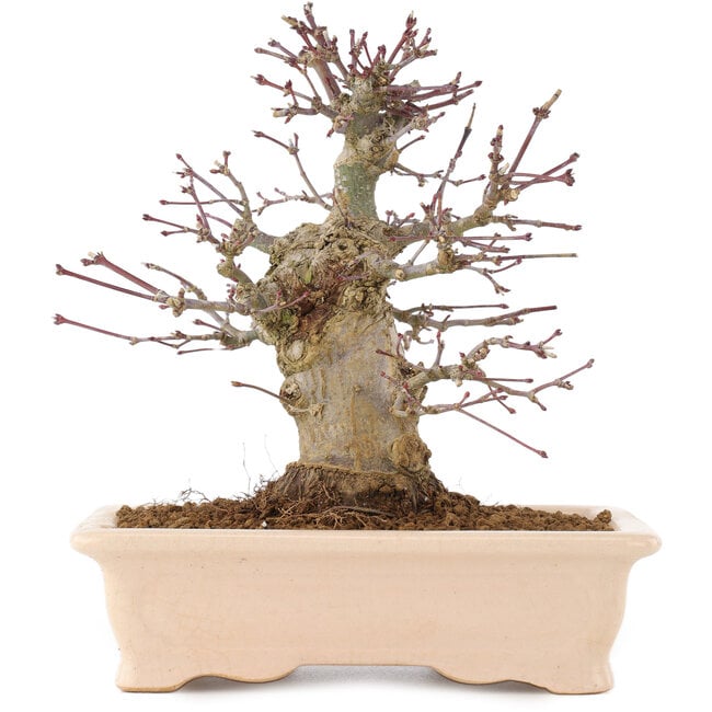 Acer palmatum, 18 cm, ± 10 Jahre alt