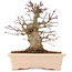 Acer palmatum, 18 cm, ± 10 jaar oud