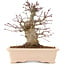 Acer palmatum, 18 cm, ± 10 Jahre alt