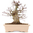 Acer palmatum, 18 cm, ± 10 years old