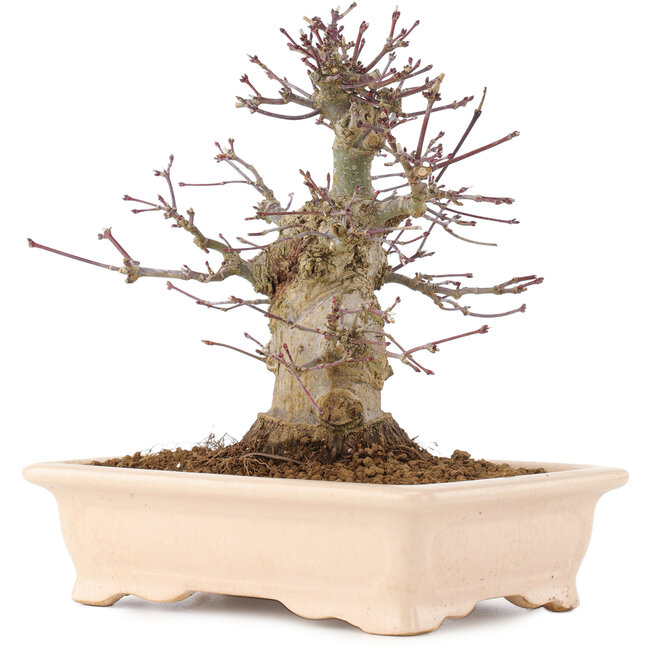 Acer palmatum, 18 cm, ± 10 jaar oud