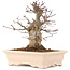 Acer palmatum, 18 cm, ± 10 Jahre alt