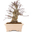 Acer palmatum, 18 cm, ± 10 jaar oud