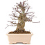 Acer palmatum, 18 cm, ± 10 Jahre alt