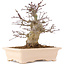 Acer palmatum, 18 cm, ± 10 años