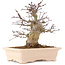 Acer palmatum, 18 cm, ± 10 ans