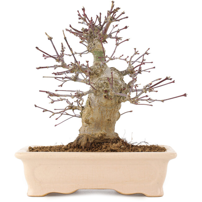 Acer palmatum, 18 cm, ± 10 anni