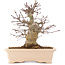 Acer palmatum, 18 cm, ± 10 anni