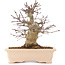 Acer palmatum, 18 cm, ± 10 jaar oud