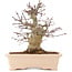 Acer palmatum, 18 cm, ± 10 Jahre alt