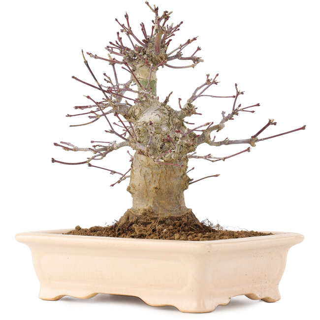 Acer palmatum, 18 cm, ± 10 years old