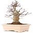 Acer palmatum, 18 cm, ± 10 años