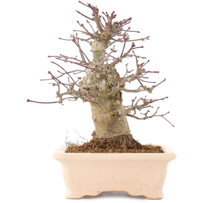 Acer palmatum, 18 cm, ± 10 jaar oud