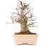 Acer palmatum, 18 cm, ± 10 jaar oud
