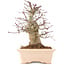 Acer palmatum, 18 cm, ± 10 Jahre alt