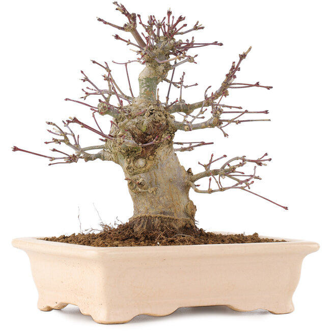 Acer palmatum, 18 cm, ± 10 jaar oud