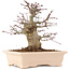 Acer palmatum, 18 cm, ± 10 años