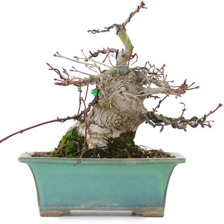 Acer palmatum, 18 cm, ± 20 years old