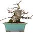 Acer palmatum, 18 cm, ± 20 anni